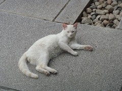 Cat of shrine20100626-1.JPG