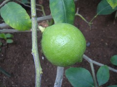 Lemon20101016.JPG