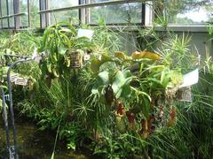 Nepenthes20100903-2.JPG