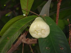 Syzygium samrangense20101016-1.JPG