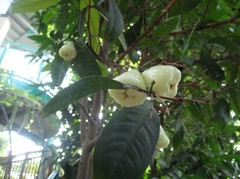 Syzygium samrangense20101016-2.JPG
