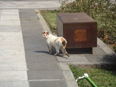 a cat in mexicocity.JPG