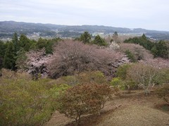 a top of tsutsuji-park4.JPG