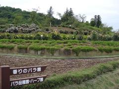 ibaraki-flowerpark4.JPG
