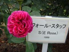 rose20100529-29-2.JPG